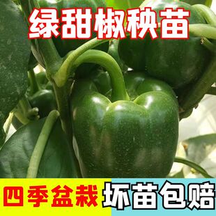 甜椒大辣椒种苗秧苗苗子大全四季 种植盆栽农家自种种植苗子