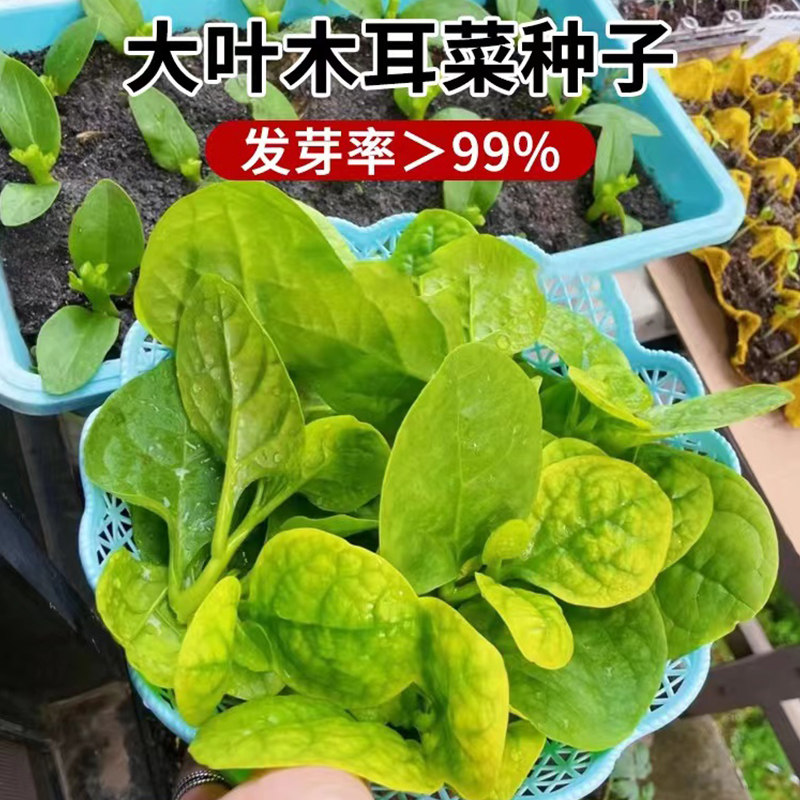 木耳菜苗子种子菜种子秧苗四季春秋盆栽阳台食用豆腐菜种籽蔬菜苗