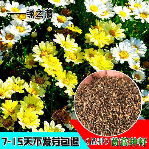 茼蒿菊木春菊玛格丽特法兰西菊花种子春播夏播秋播四季种易活盆栽