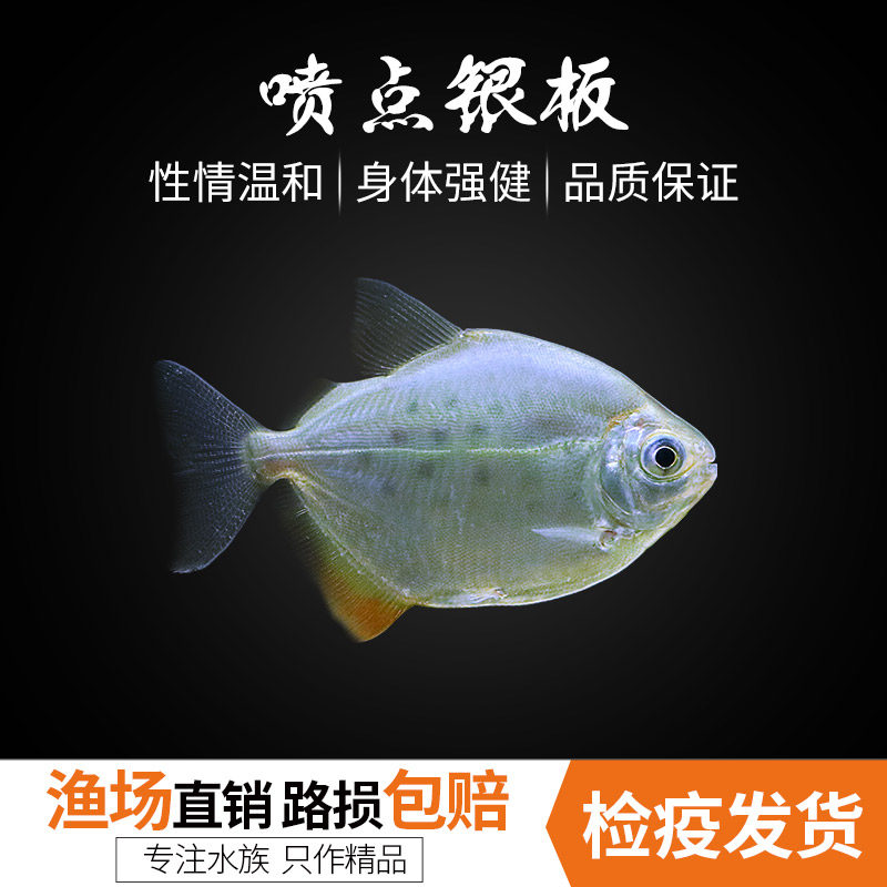 青青自然 喷点银板热带观赏鱼龙鱼配鱼高身粗线银板招财鱼风水鱼