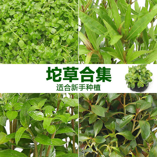 中景水草价格 中景水草图片 星期三