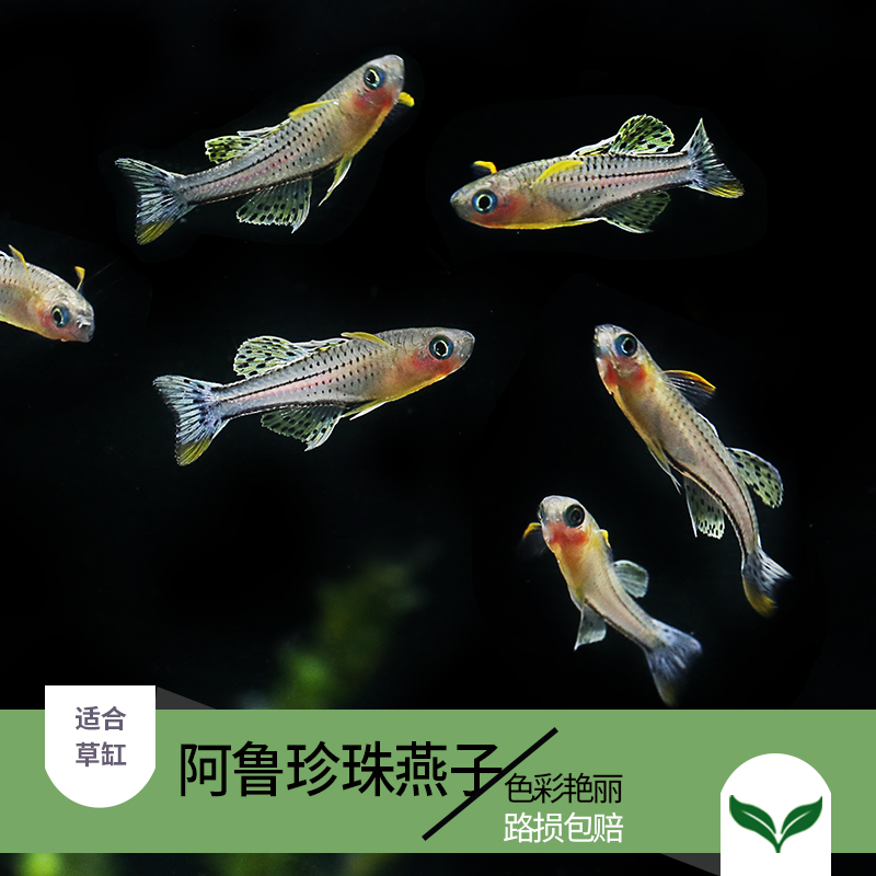 阿鲁珍珠燕子橘色 霓虹燕子水草缸群游淡水小型热带鱼