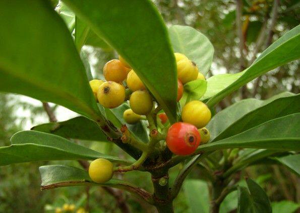 新鲜现采九节木 山大颜新鲜 500克