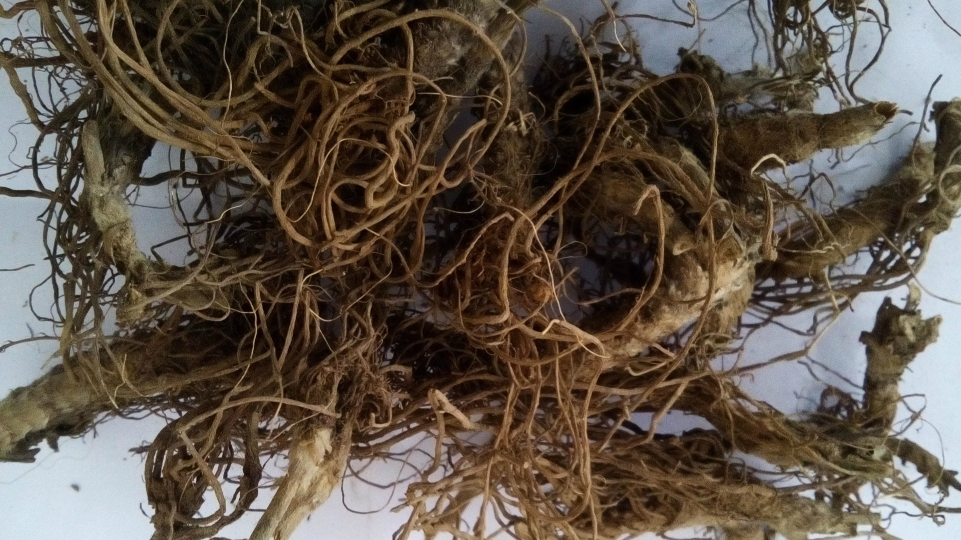 新鲜现采 地胆头 羊耳草 500克