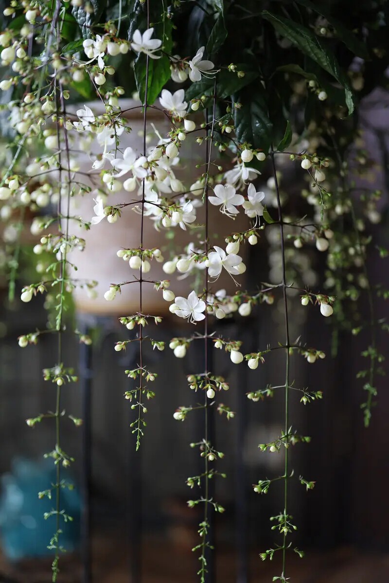 垂丝茉莉花盆栽垂枝茉莉泰国进口绿植白玉蝴蝶开花清香垂茉莉大苗
