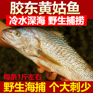 新鲜大鲖黄鱼3条4斤野生黄花鱼黄三鱼生鲜海鲜黄姑黄山鱼深海鱼