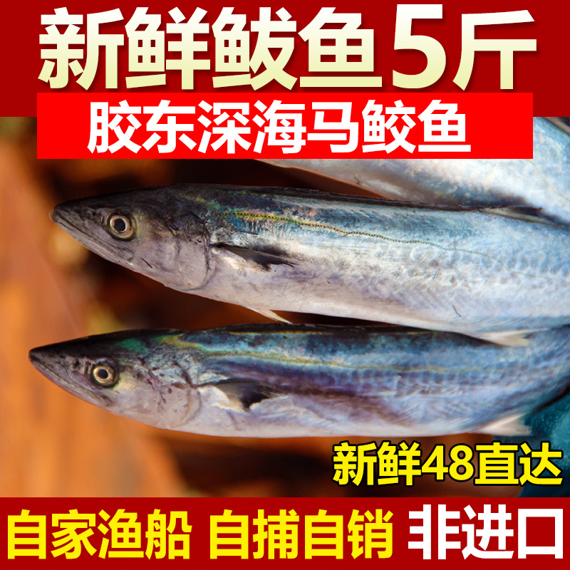 海鲜马鲛鱼鲜活鲅鱼深海青花鱼