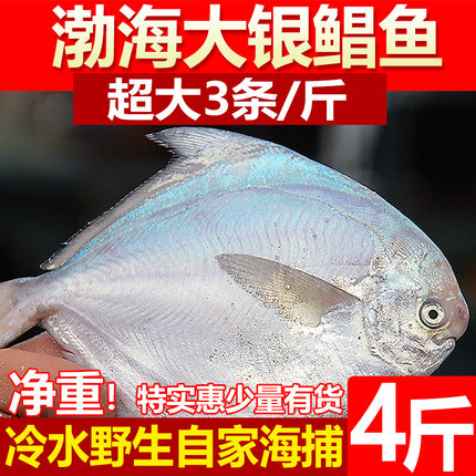 新鲜大银鲳鱼4斤白鲳鲜活冷冻海鲜水产深海平鱼扁鱼银昌鱼