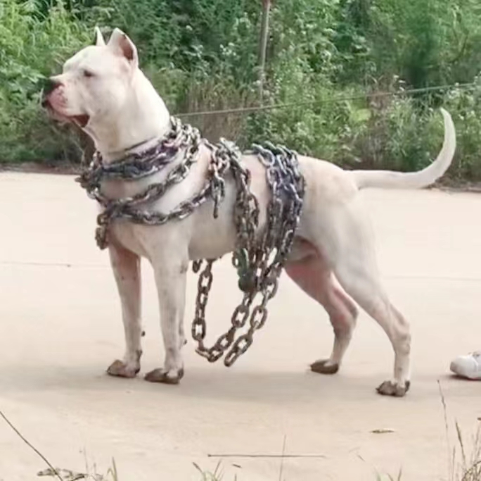 纯种杜高幼犬活体打猎杜高犬野猪克星大型猎犬大型猛犬阿根廷杜高