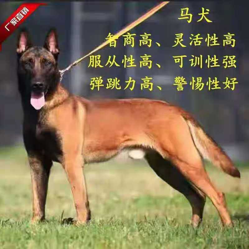 马犬幼犬活体纯种马犬军犬警犬科目马犬黑红马犬猎犬看家护院狼狗