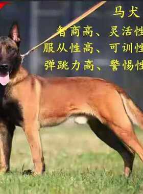 马犬幼犬活体纯种马犬军犬警犬科目马犬黑红马犬猎犬看家护院狼狗