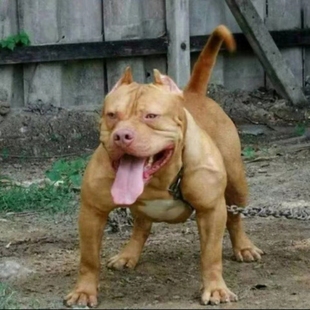 比特犬幼犬比特犬纯种幼犬打猎比特犬斗狗比特犬活体纯种比特狗粮