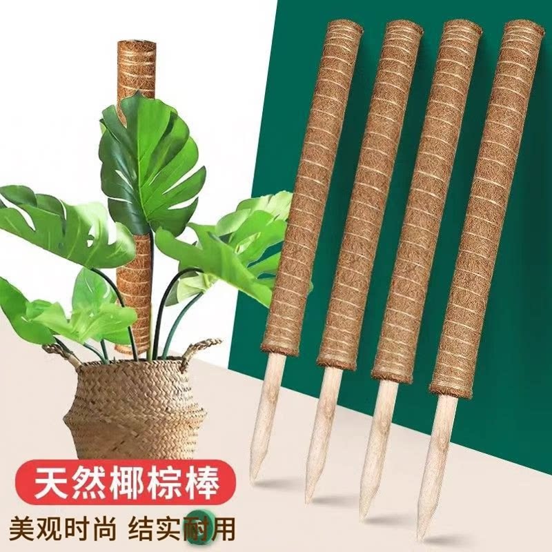 绿箩爬藤柱支撑杆椰棕棒图片