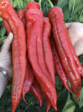 鲜香红色大尖椒微辣甜辣红辣椒现摘现发做酱山东产地直发辣子海椒