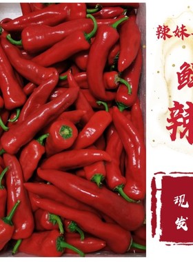 新鲜特辣红辣椒红色小辣椒辣妹子椒酱薄皮剁椒现摘笨尖椒山东蔬菜