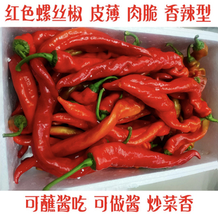 新鲜香辣红色螺丝椒龙椒现摘现发辣椒酱原料山东直发红辣椒大辣椒