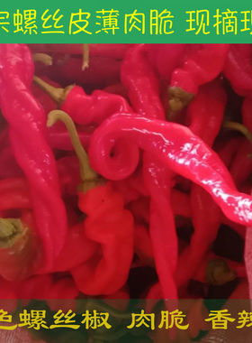 新鲜红色螺丝椒大红辣椒【产地直发】农家自种龙椒香辣现摘现发