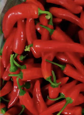 新鲜红辣椒红色辣妹子特辣 农家笨尖椒小辣椒 现摘现发山东薄皮椒