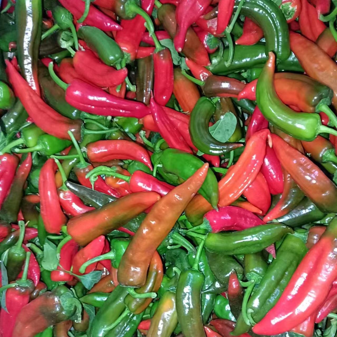 辣妹子花辣椒红绿混发