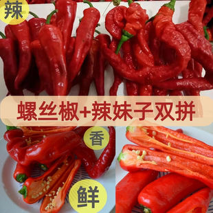 新鲜红色辣椒螺丝椒辣妹子双拼农家土辣椒东北笨尖椒龙椒现摘现发