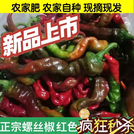 木红色螺丝椒青红农家自种新鲜龙椒香辣大红辣椒产地直发剁椒原料