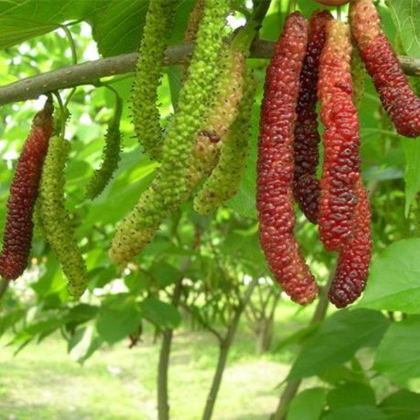 桑树苗无籽大十桑葚苗树莓桑果苗果树苗南方北方种植当年结果