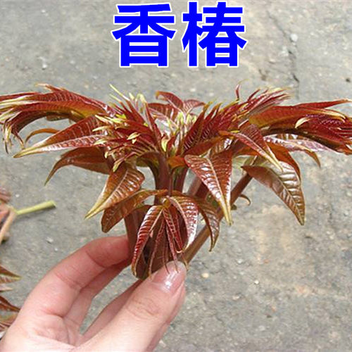 地栽食用南方种植香椿树苗
