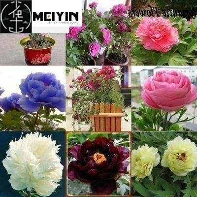 -Peony Seeds, Potted Seed, Peony Flower Seed Garden Plants,