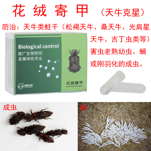 花绒寄甲防治天牛及蛀干类等害虫