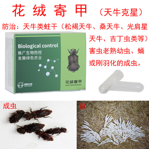 花绒寄甲防治天牛及蛀干类等害虫