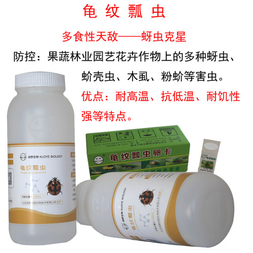 龟纹瓢虫活体防治蚜虫生物防治