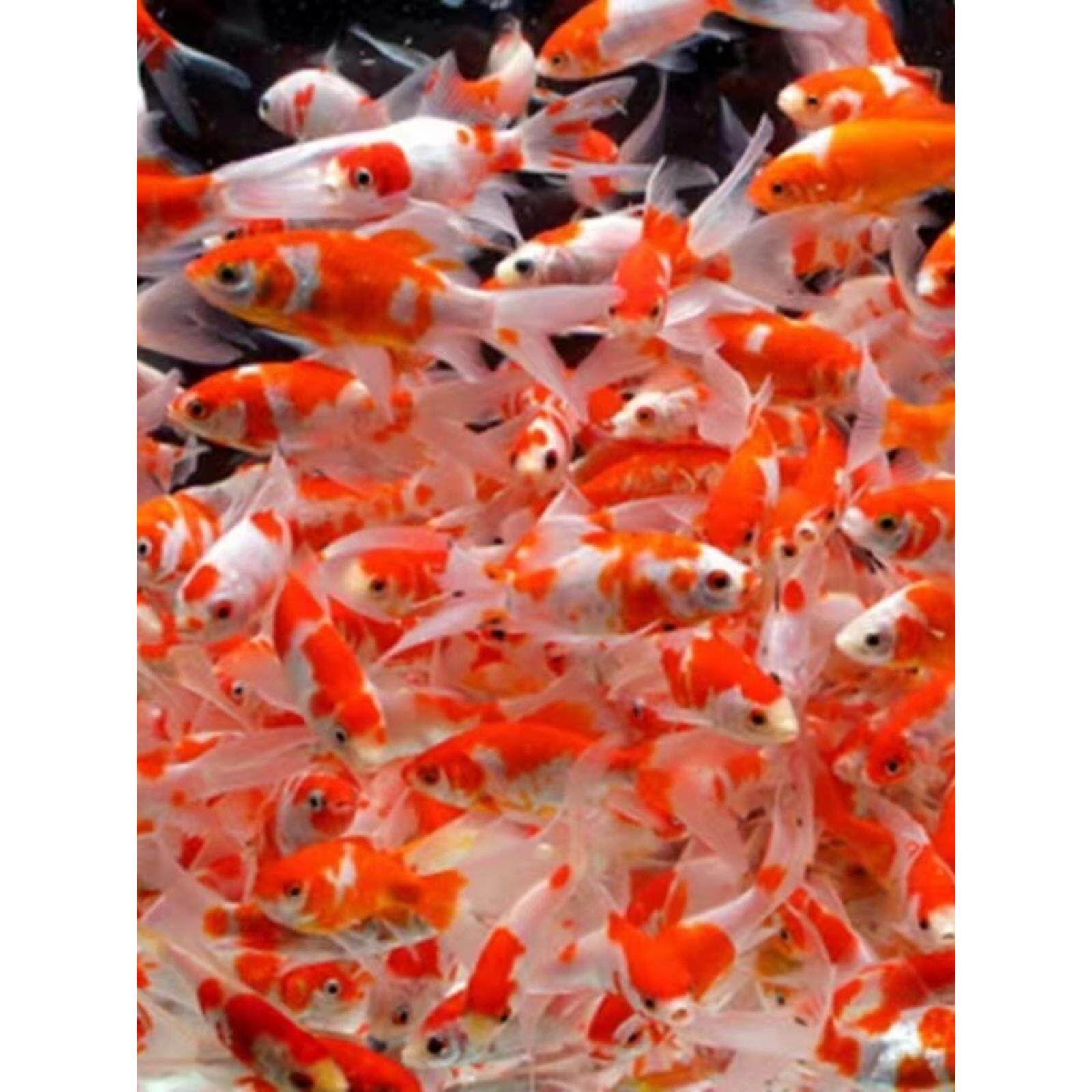 红白草金观赏鱼活鱼草金鱼招财淡水鱼好养耐活