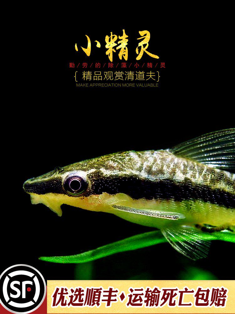 除藻小精灵热带鱼缸水草缸刮青苔丝毛藻除澡小型工具鱼观赏活体鱼