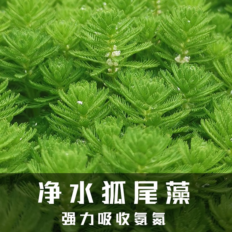 净水植物狐尾藻沼泽过滤水草大聚藻水陆缸养鱼养龟鳖淡水净化水质