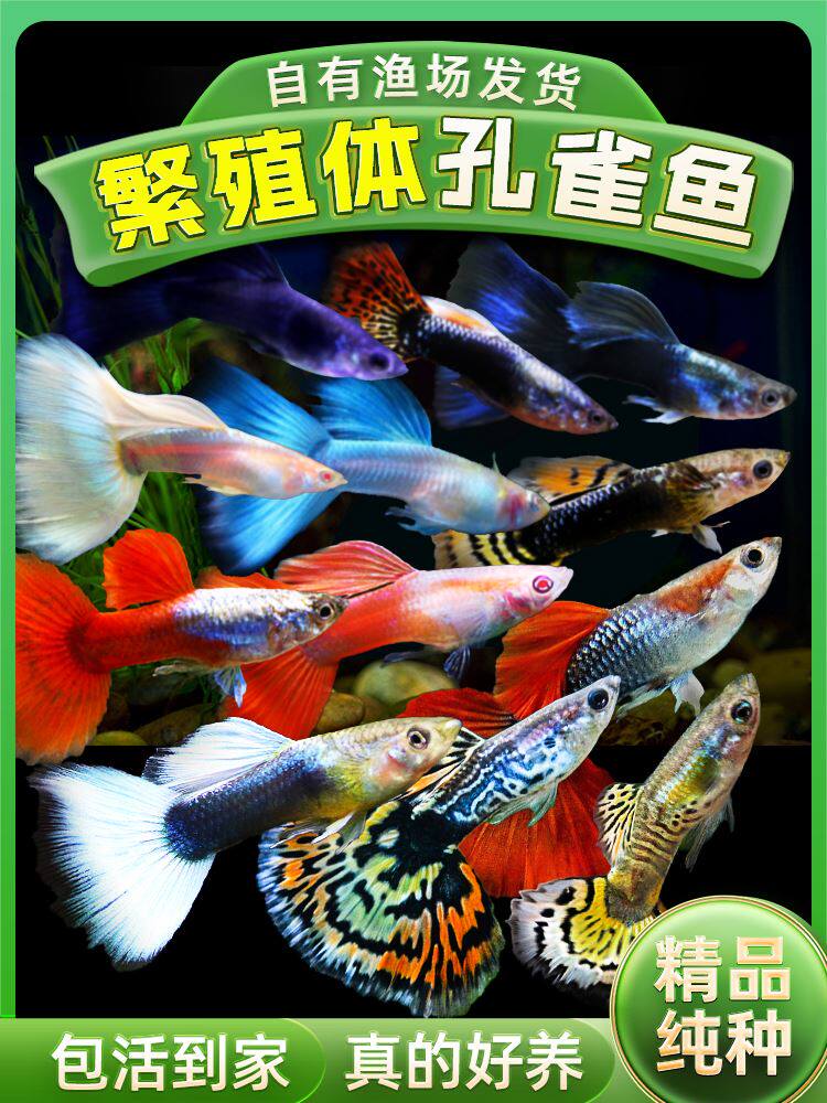 热带鱼小型观赏鱼孔雀鱼凤尾鱼冰蓝孔雀美国全红缎带胎生鱼易繁殖