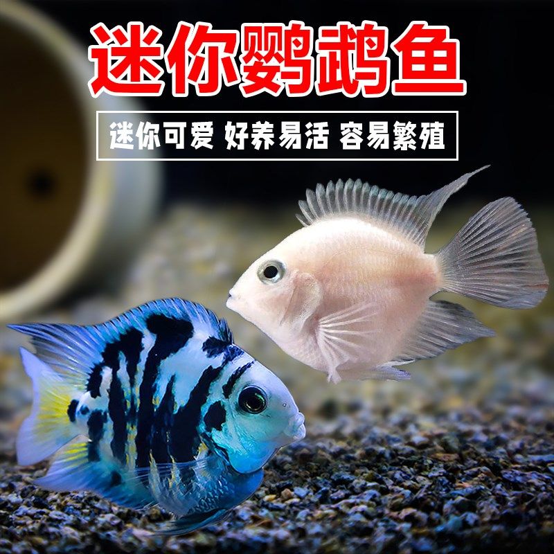 迷你鹦鹉鱼活体鱼小型淡水热带观赏鱼苗三湖慈鲷宝蓝白金繁殖种鱼