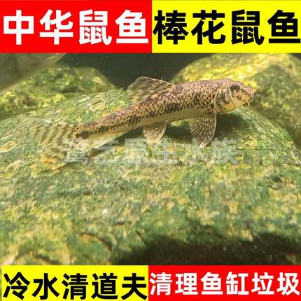 棒花鱼小鳔鮈吸鳅花鳅 清洁除藻翻砂冷水工具鱼清道夫 清理鱼缸底