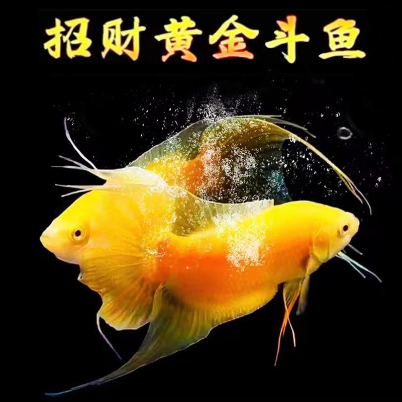 招财鱼中国黄金斗鱼活鱼免打氧冷水淡水观赏鱼小鱼耐活群养懒人鱼