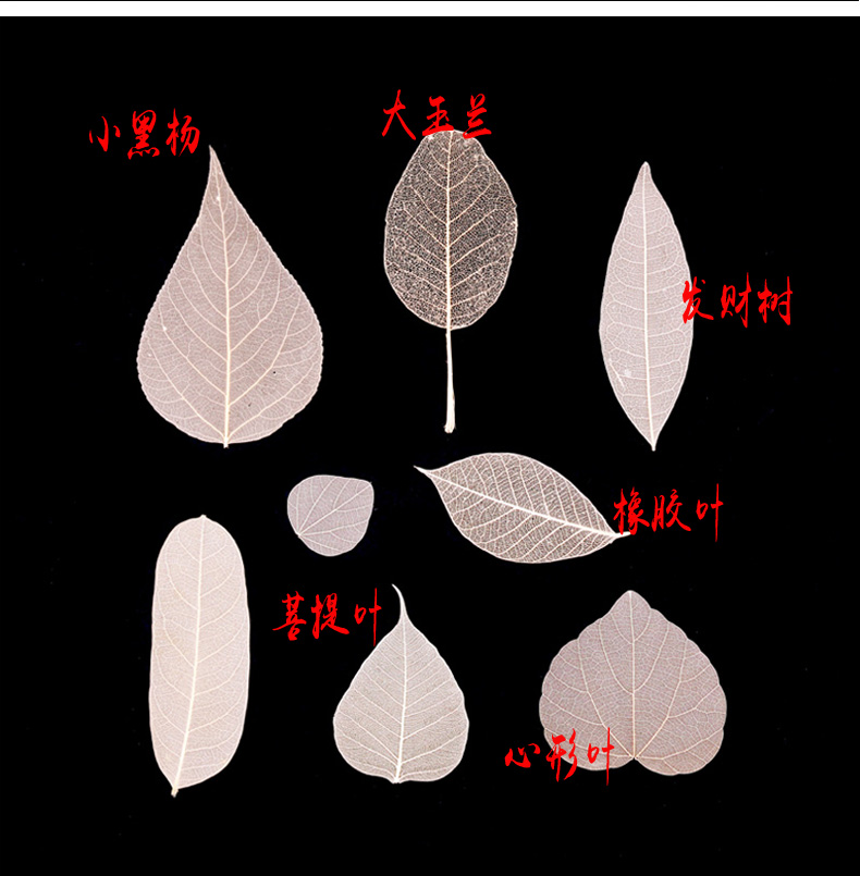 天然树叶标本玉兰叶脉树叶书签diy材料包手工自制叶脉干花道具