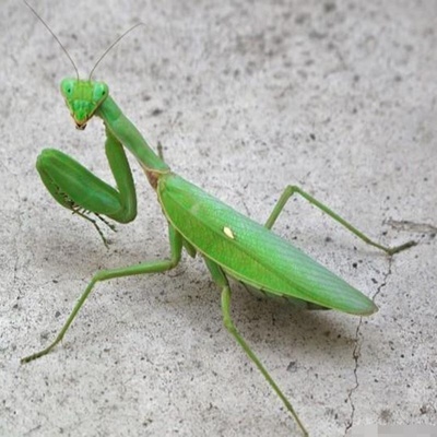 广斧螳螂刺花非洲大魔花兰花幽灵活体宠物卵夹爬宠虫活体中华大刀