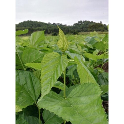 新鲜桑叶蚕宝宝食用桑叶喂小蚕嫩叶农家现摘现发广东 桑叶新鲜