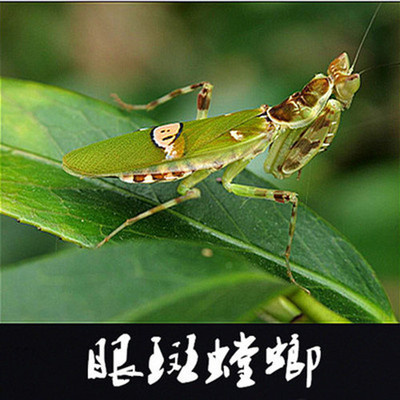 眼斑螳螂刺花非洲大魔兰花幽灵广斧活体宠物卵爬宠虫中华大刀活体