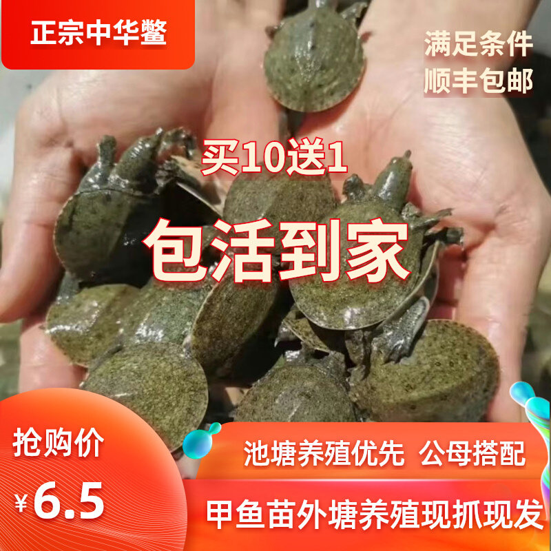 甲鱼苗外塘冷水养殖小甲鱼苗中华鳖苗王八团鱼水鱼苗养殖场地直发,水产肉类/新鲜蔬果/熟食,甲鱼,淘宝优惠券,粉丝福利购,淘宝优惠卷