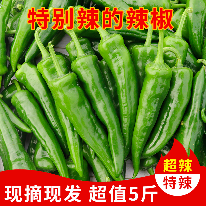 蔬菜薄皮辣椒辣妹子特辣