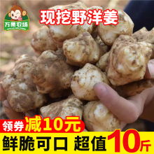 洋姜新鲜现挖嫩菊芋10斤不辣野生鬼子姜生阳姜泡菜月子姜土姜包邮