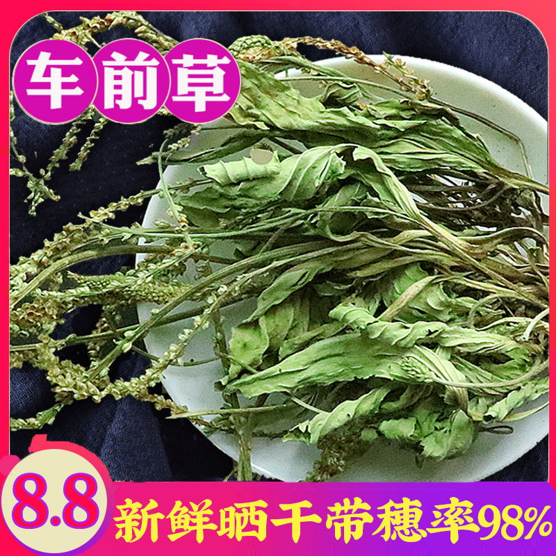 车前草500克g中药材干货新鲜袋泡茶茶包搭野生猫爪草猫抓草车前子