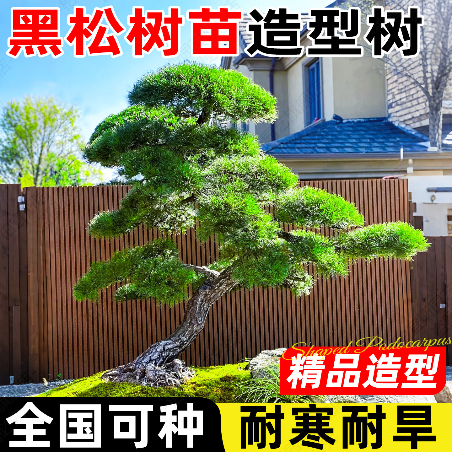 黑松树苗造型树高端优质别墅庭院室外大型盆景黄杨罗汉松四季常青