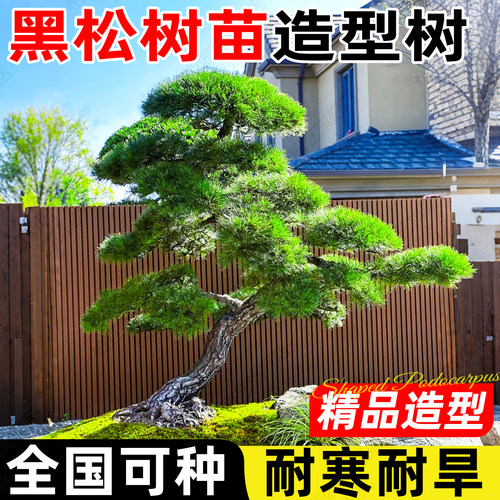 黑松树苗造型树高端优质别墅庭院室外大型盆景黄杨罗汉松四季常青