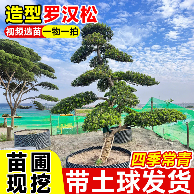 罗汉松庭院造型树盆景大树桩名贵绿化苗小叶雀舌室外庭院地栽盆栽