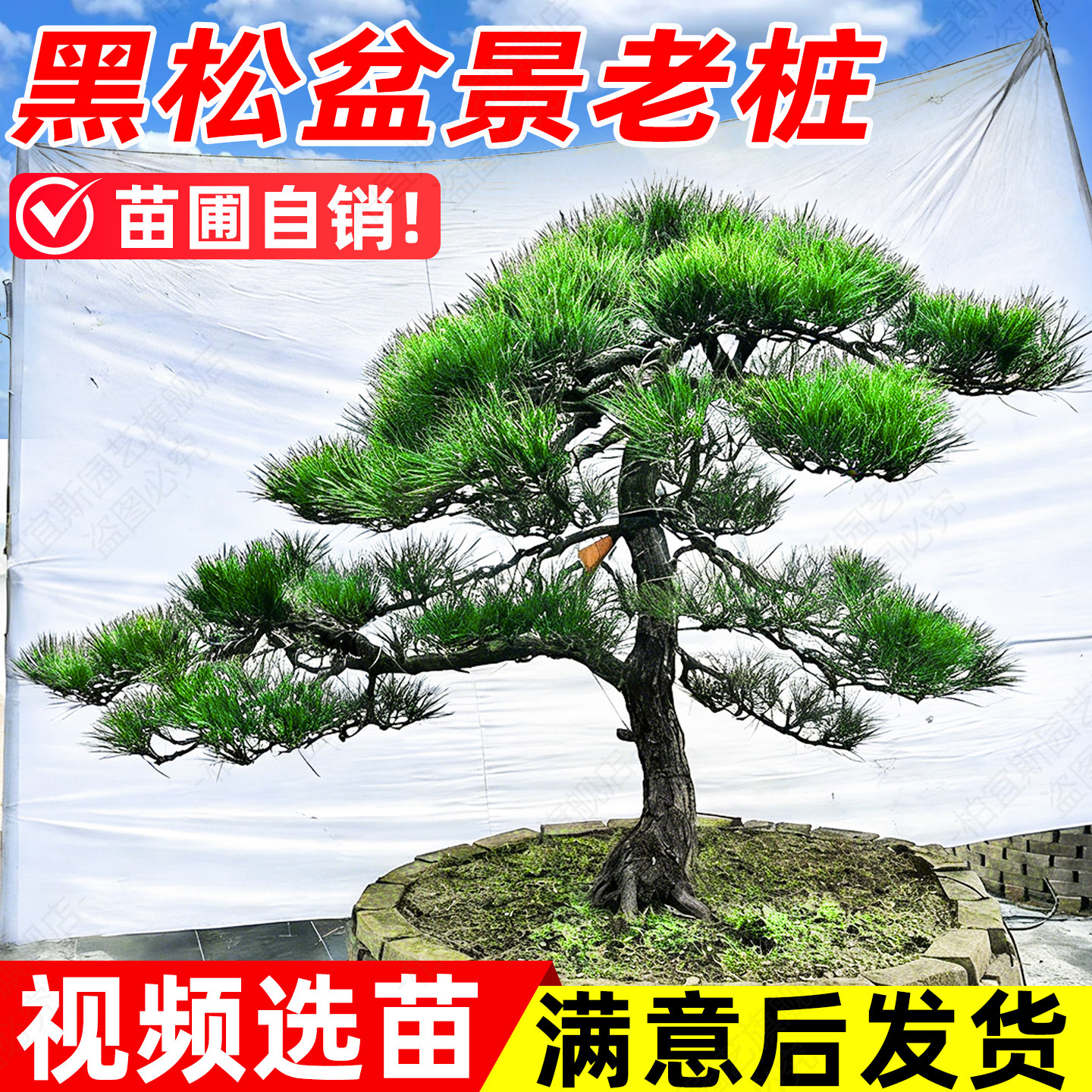 黑松盆景老桩精品庭院首选造型树黄杨罗汉松女贞四季常青苗圃自销